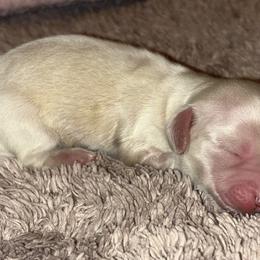 Dachshund Puppies from Whitesboro Dachshund