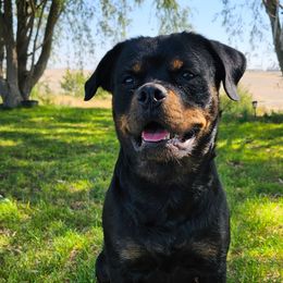 Sanka - Rottweiler