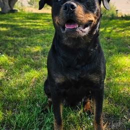 Sanka - Rottweiler