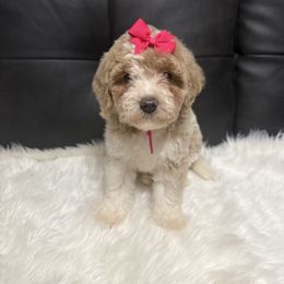 Angel - Buff and white female Cockapoo puppy in Haughton, Louisiana from Bailey’s Cajun Canines
