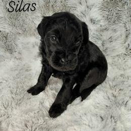 Silas - Black male Goldendoodle puppy in Eau Claire, Wisconsin from Fisher River Doodle's