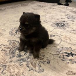 Star - Black female Pomeranian puppy in Texas from Tiny Tornado Poms
