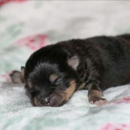 Girl 2 - Black and tan female Pomeranian puppy in Bremen, Indiana from AMS Pomeranians and Pomskies in Indiana