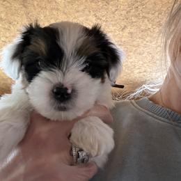 Rex - Parti male Yorkshire Terrier puppy in Summersville, Missouri from Combs’ Yorkies