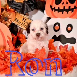 Havapoo and Pomsky Puppies from Pearl of the Orient Seas