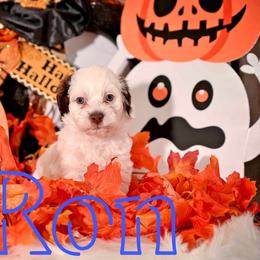 Havapoo and Pomsky Puppies from Pearl of the Orient Seas