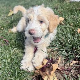 Jinx - Yellow and white female Bernedoodle puppy in Springville, Utah from Oodles of Bernedoodles