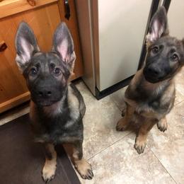 German Shepherd Puppies from Vom Kiefernhaus