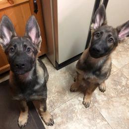 German Shepherd Puppies from Vom Kiefernhaus
