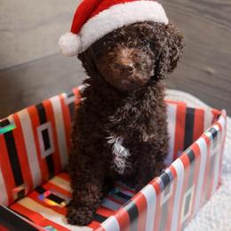 Little Blessing - Chocolate female Goldendoodle puppy in Everett, Washington from Pawlydoodles