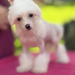 Hairless Female (White) - White female Chinese Crested puppy in Hollywood, Florida from Candela Chinese Cresteds