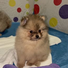 Pomeranian Puppies from BD Poms