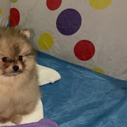 Pomeranian Puppies from BD Poms