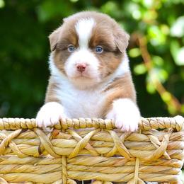 Australian Shepherd puppies from CherryCove Aussies