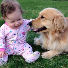 Golden Retrievers from Barefoot Goldens