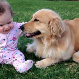 Golden Retrievers from Barefoot Goldens