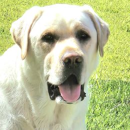 Labrador Retrievers from Sandy Paws Labradors Maui