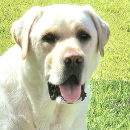 Labrador Retrievers from Sandy Paws Labradors Maui