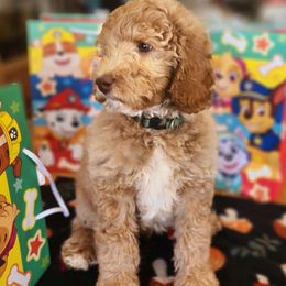 Rocky - Red male Labradoodle puppy in Phelan, California from Family Doodles