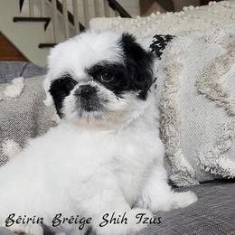 Shih Tzu Puppies from Beirin Breige Shih Tzus