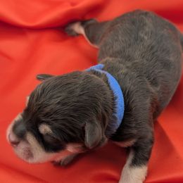 Miniature Schnauzer puppies from Bella Pups LLC