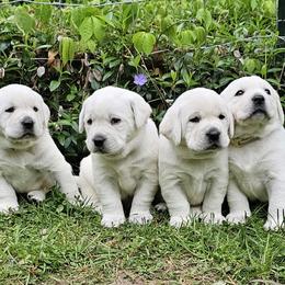 Girl - Yellow female Labrador Retriever puppy in Plainwell, Michigan from Preuss Puppies