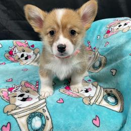 Grumpy - Red male Pembroke Welsh Corgi puppy in Barstow, California from Caldwell’s Corgis of Southern California