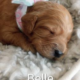 Belle - Golden female Cockapoo puppy in Garden City, Idaho from Janet's Cockapoos