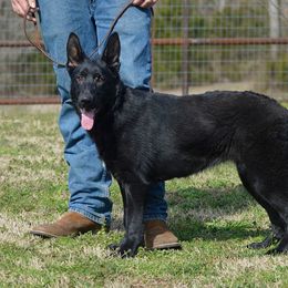 Grazi - German Shepherd