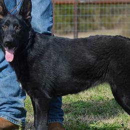 Grazi - German Shepherd