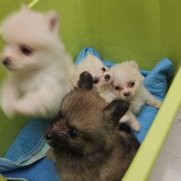 Pomeranian Puppies from Pomeranians Palace
