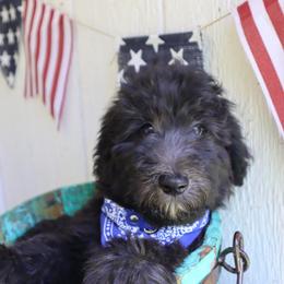 Moose - Black male Whoodle puppy in Smallett, Missouri from Leshas Whoodles