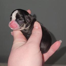 Remmi - Black and tan male Chihuahua puppy in Ashtabula, Ohio from Paw's & Awe's Chihuahuas
