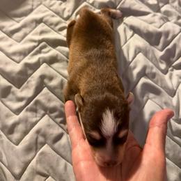 Choco - Chocolate male Pomsky puppy in Sacramento, California from 916 Pomskies