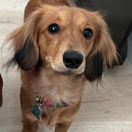 Dachshunds from BTX Dachshunds