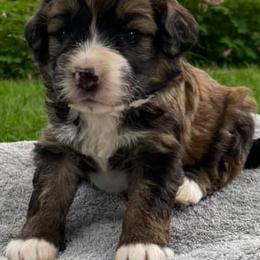 Bernedoodle Puppies from Big Sky Bernedoodles