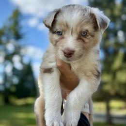 Girl 3 - female Australian Shepherd puppy in Washington from LIT Australian Shepherds