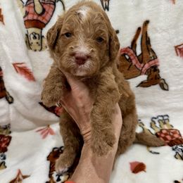 Chestnut - Apricot male Goldendoodle puppy in Macon County, North Carolina from Mountain Doodles