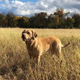 Colton - Chesapeake Bay Retriever