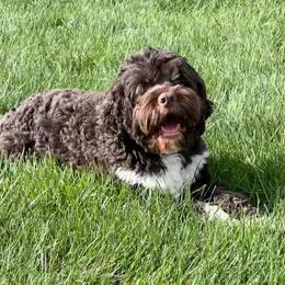 Boomer - Portuguese Water Dog