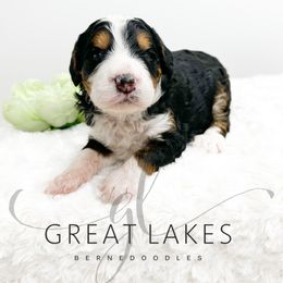 Brattle - Tri-color female Bernedoodle puppy in Baroda, Michigan from Great Lakes Bernedoodles