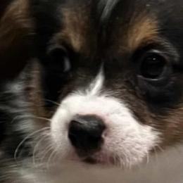 American Corgis and Pembroke Welsh Corgis from Jack & Kate's Corgis