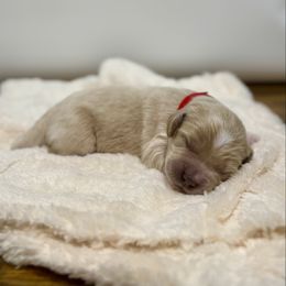 Kringle - Cream male Goldendoodle puppy in Kenansville, North Carolina from J+A Family Doodles