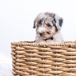 Bernedoodle and Aussiedoodle Puppies from Lillybee