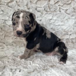 Medusa - Blue tri-color female American Bully puppy in Purdy, Missouri from Shotgun Pups
