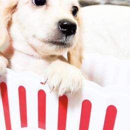 Bogey - Cream male Dachshund puppy in Ocala, Florida from Sugarbakers Kennel