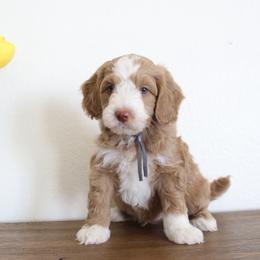 Grey Collar Boy - Parti male Goldendoodle puppy in Hobbs, New Mexico from Goldie Locks Golden Retrievers & Doodles