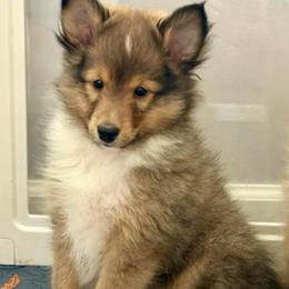 Amaretto - Sable & white male Toy Shetland Sheepdog puppy in Indianapolis, Indiana from Skoshie’s Shelties