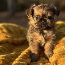 Brussels Griffons from Lavish Griffons