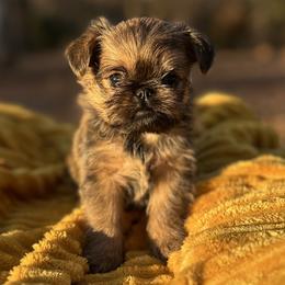 Brussels Griffons from Lavish Griffons